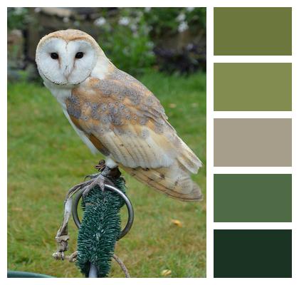 Barn Owl Bird Owl Image
